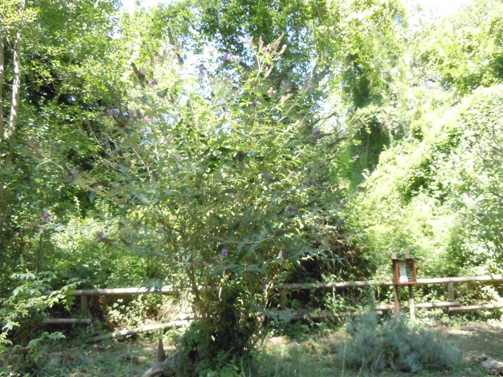 Buddleja davidii